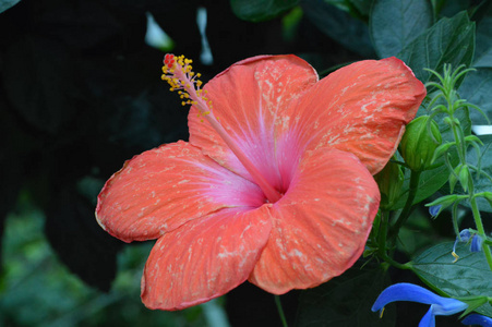 芙蓉花在花园里图片