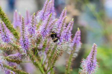 大黄蜂以紫色的利亚特里斯花为食的宏观镜头