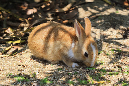 在 Okunoshima，日本很多兔子