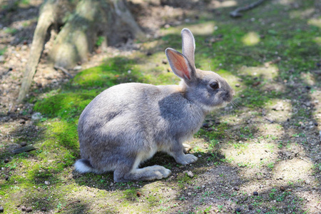 兔子岛在日本