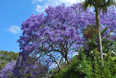 令人活力的紫色雅卡兰达树绽放图片