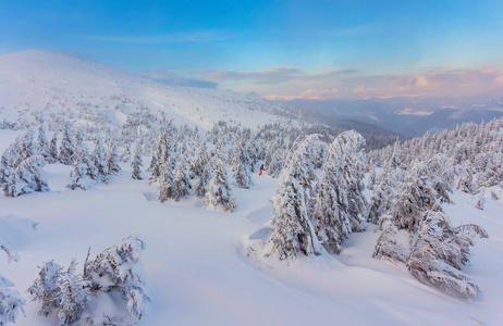 被山山上的雪覆盖着的树木
