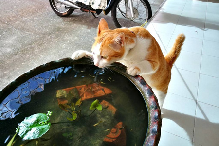 猫正在喝罐子里的水