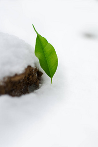 罗斯托克爬从雪下