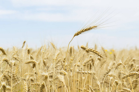 炎热的夏天下午在字段中。成熟的谷物的耳朵，季节性背景的特写镜头