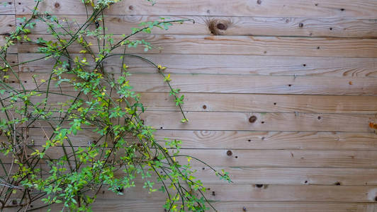 在花园墙上爬行的葡萄树