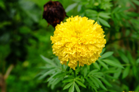 关闭万寿菊花在泰国