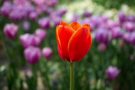 一个郁金香花在春天的季节里