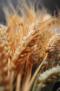 成熟的小麦麸皮在桌子上
