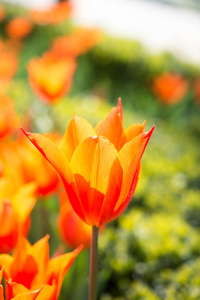 花园里的橘黄色郁金香花