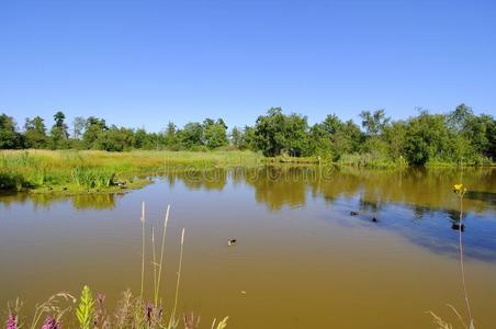 候鸟保护区的一个湖图片