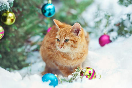 在雪上玩耍的小猫