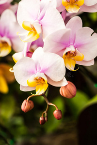 泰国清迈皇家植物园的万达兰花图片
