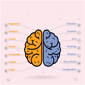 左脑和右脑符号，创造力符号，