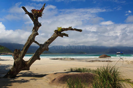 巴西伊尔哈格兰德岛海滩大道上的老树