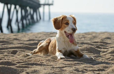 雄性布列顿犬