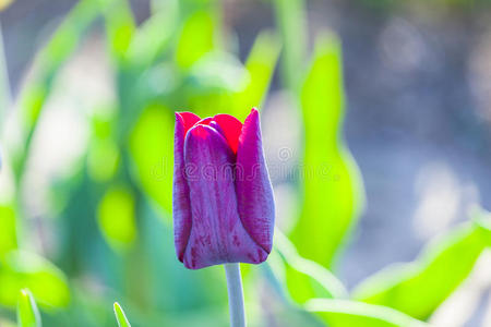 春暖花开