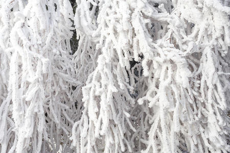 霜冻的冬季雪枝图片