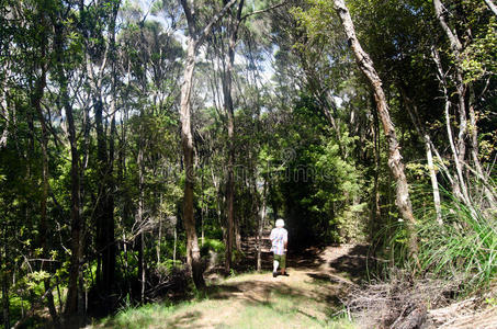 新西兰灌木图片