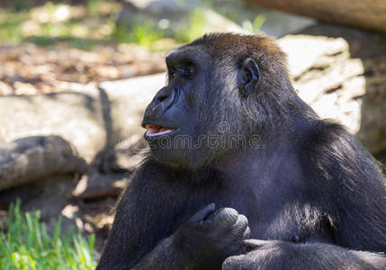 动物园大猩猩侧视图图片