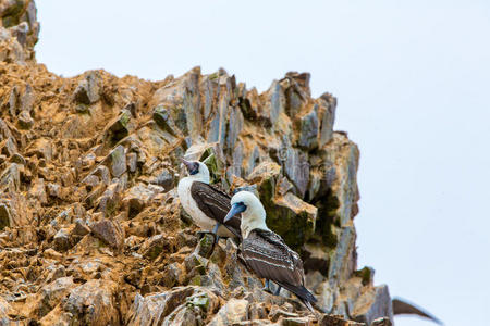 秘鲁南美洲帕拉卡斯国家保护区海岸的水生海鸟