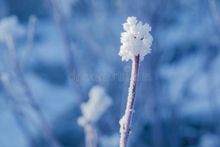 孤独的雪枝图片