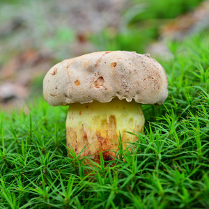 Butyriboletus subappendiculatus 蘑菇