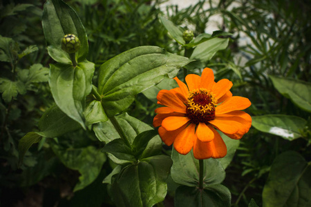 开花结果图片