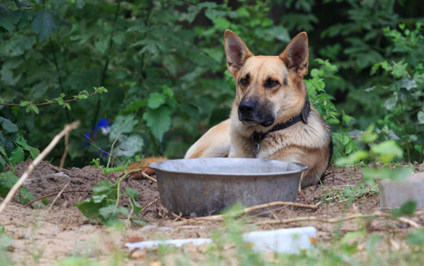 德国牧羊犬坐在森林里的草地上