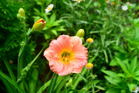 美丽的花朵在花园对黑色黄花菜的