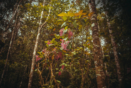 自然雨林。热带雨林景观。马来西亚, 亚洲, 婆罗洲, 沙巴