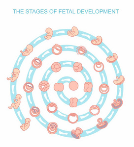 矢量图阶段的胎儿的发育。白色背景上的孤立。怀孕。从受精生育，胎儿发展的胎儿生长。胚胎发育