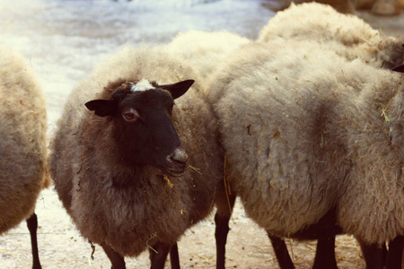 农场里的山羊和绵羊