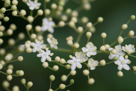 sambuco 鲜花特写