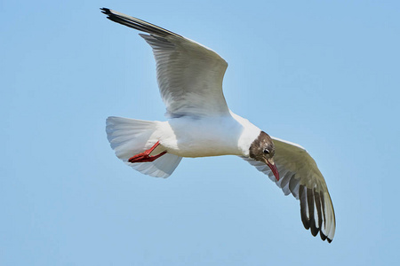 在飞行中的白色海鸥