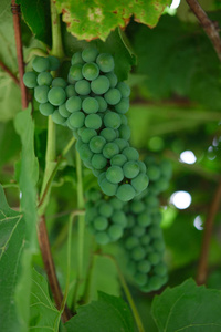 一捆未成熟的绿色葡萄伊莎贝拉