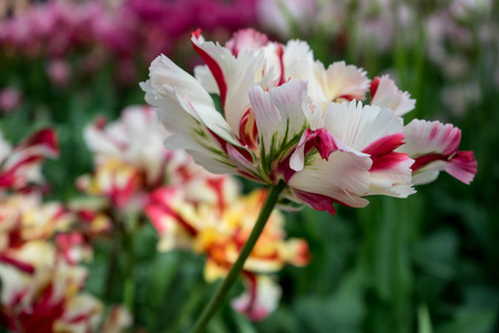 五颜六色的郁金香花, 背景美丽, 在明亮的苏上