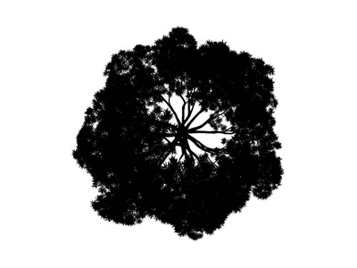 3d 渲染的孤立的白色背景上的剪影树