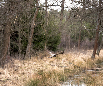 猫头鹰猫头鹰为背景，在森林里的树木