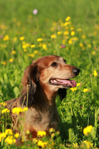 在一片草地可爱高级 dachshound