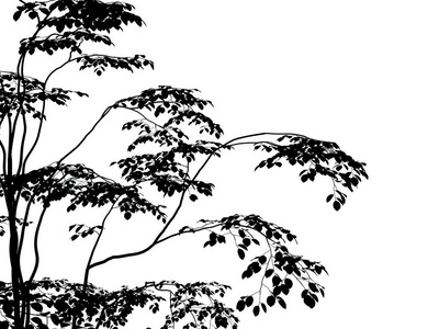3d 渲染的孤立的白色背景上的剪影树