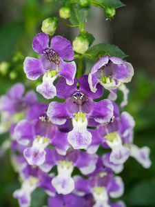 angelonia goyazensis 豆