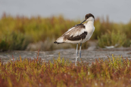 沿江上的 avocet