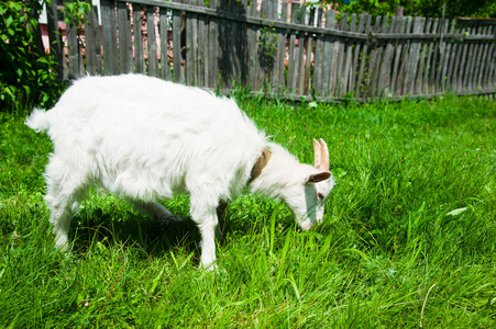 夏天在田里吃草的白山羊