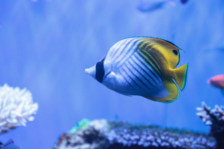 浣熊鱼 Chaetodon 半月形