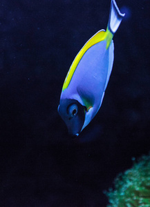 色塘鱼 Acanthurus leucosternon