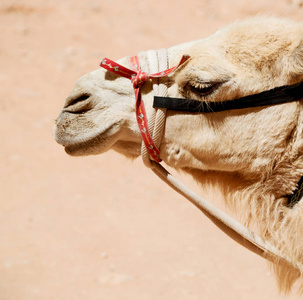 在约旦的骆驼头
