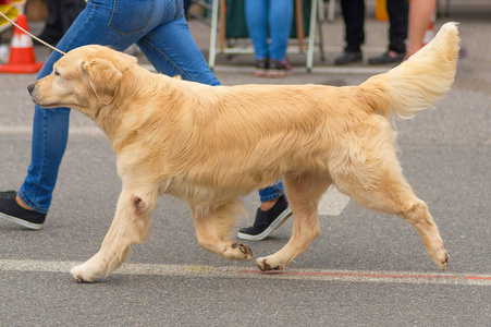 黄金猎犬特写