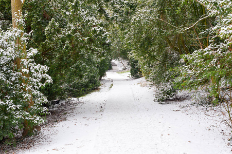 森林中雪下的道路