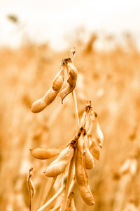 成熟的大豆在现场特写镜头